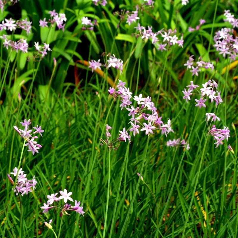 Tulbaghia Violacea