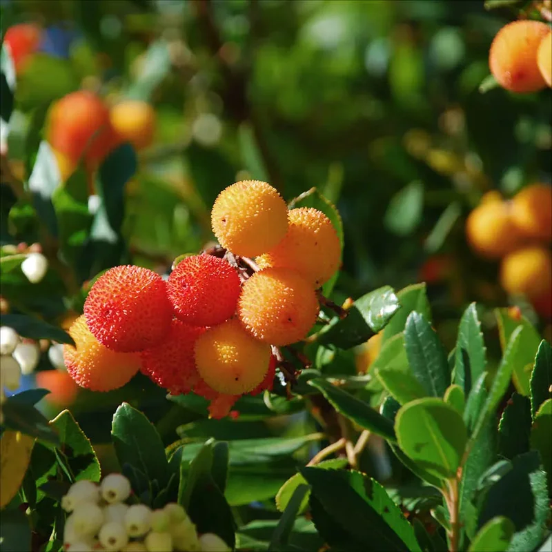 Arbousier Compact A Fleurs Blanches