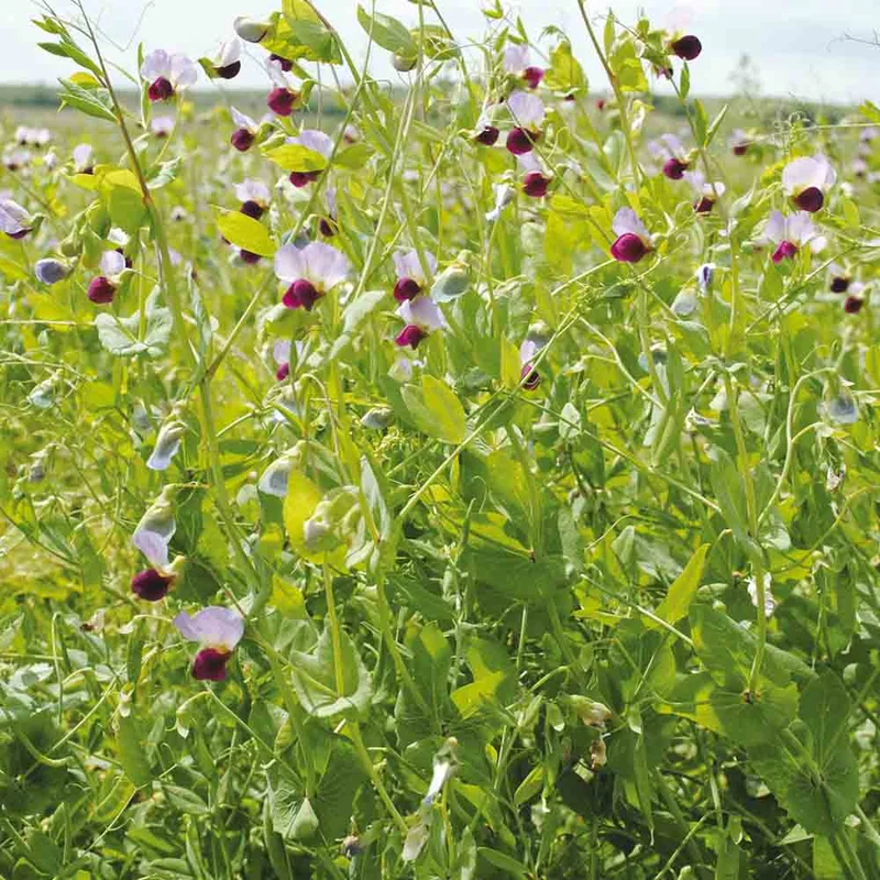 Pois Proteagineux 150 G