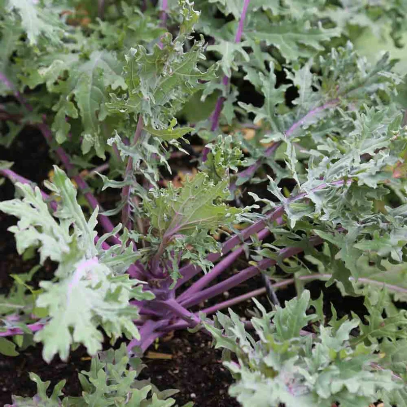 Chou Frise Kale Rouge De Russie