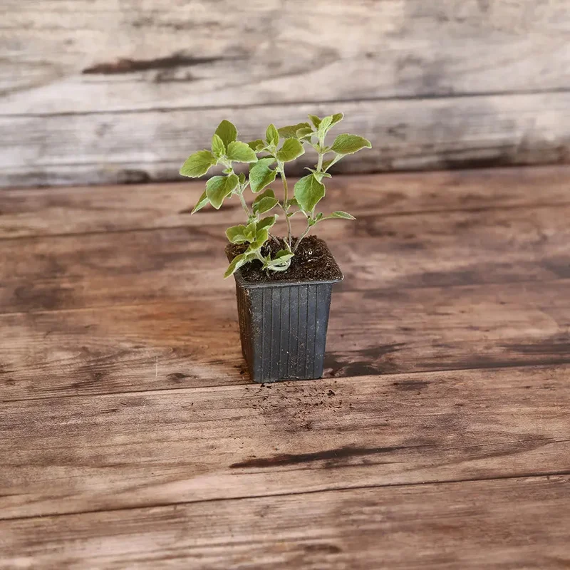 Nepita Corse