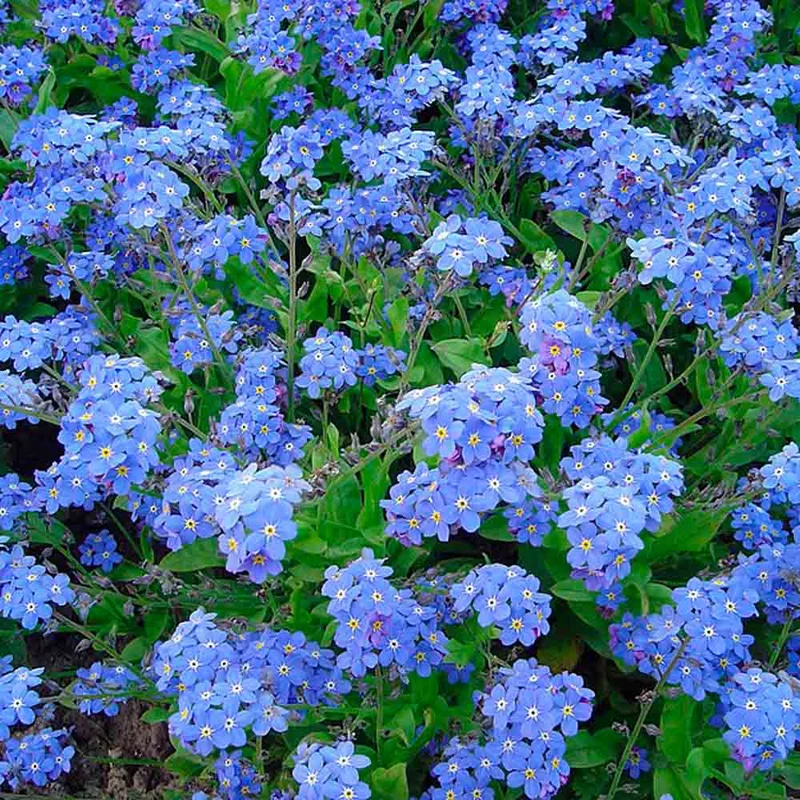 Myosotis Des Alpes Bleu