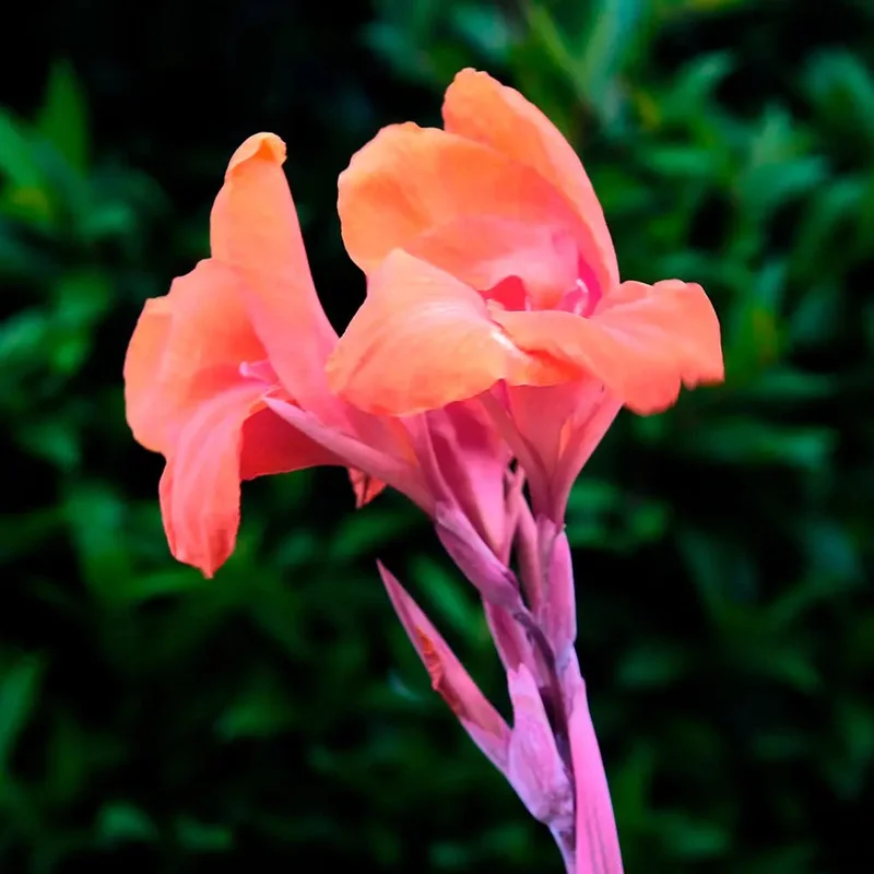 Canna Indica Salmon Pink