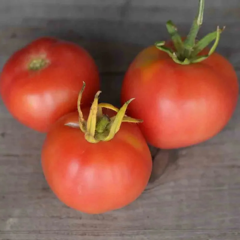 Tomate Mikado Violetor