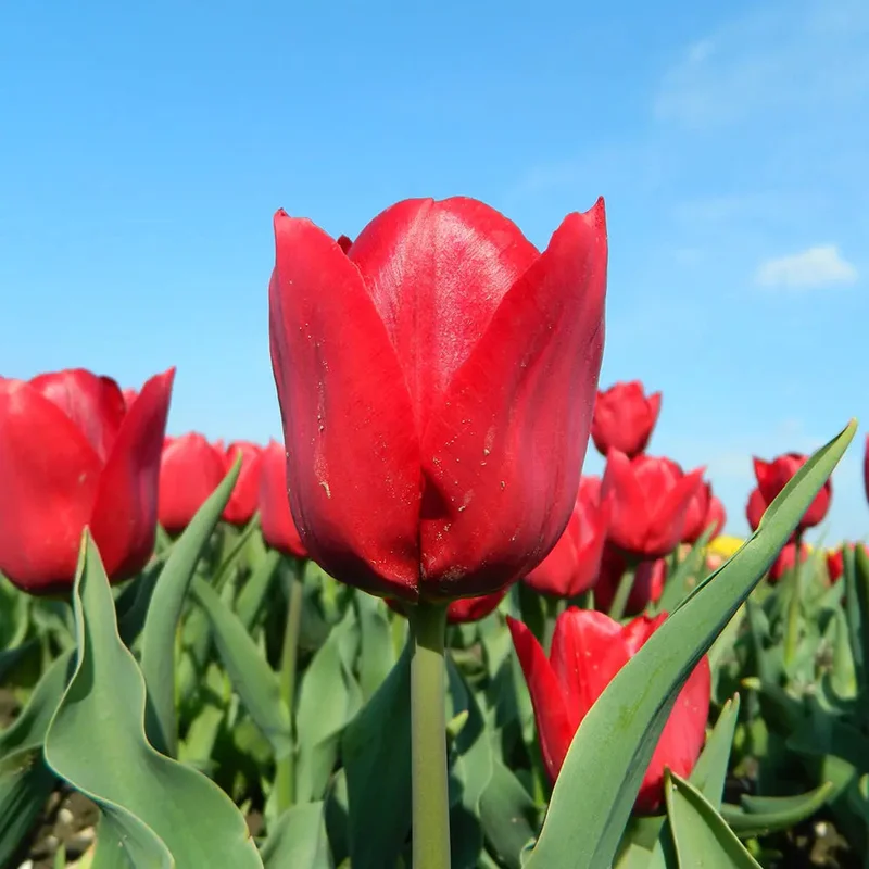 Tulipe Pallada