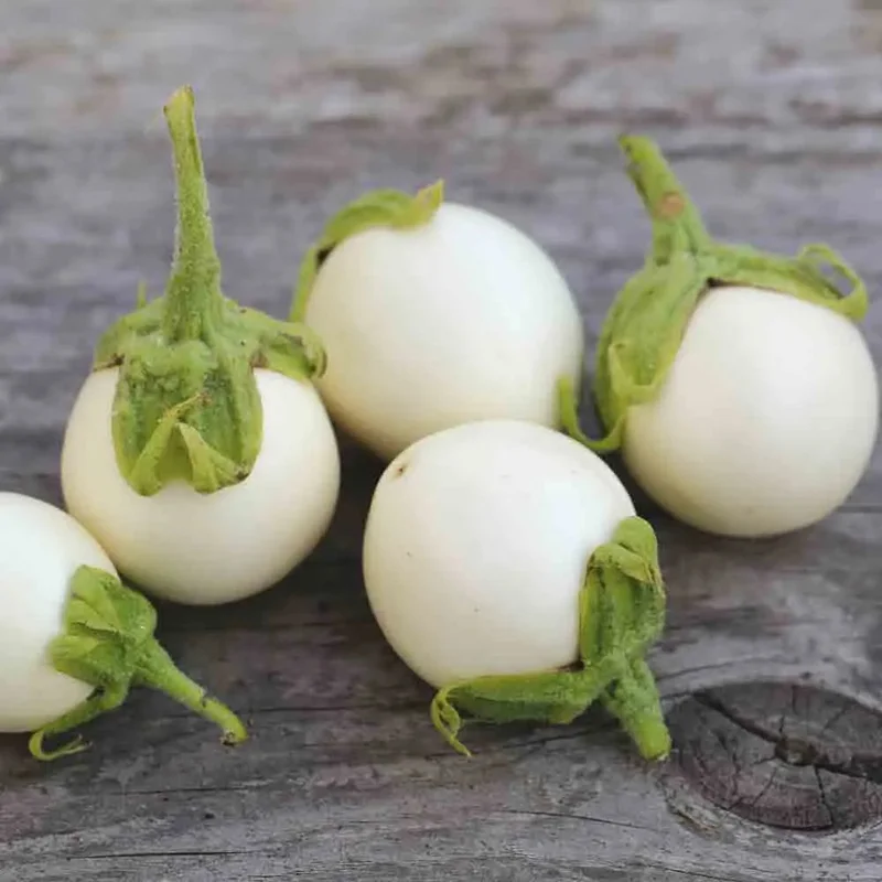 Aubergine Blanche Ronde A oeuf