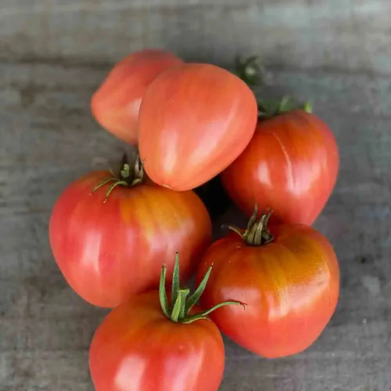 Tomate Coeur De Boeuf Rose