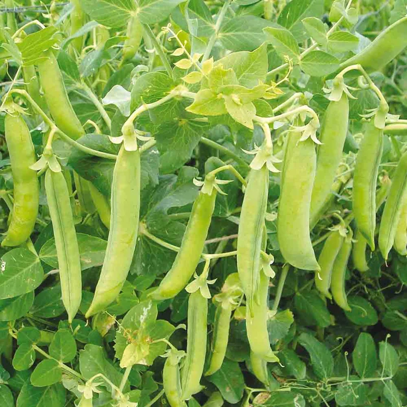 Pois Demi-ramant Precoce De Mai (Ou Prince Albert) Grain Rond A Ecosser