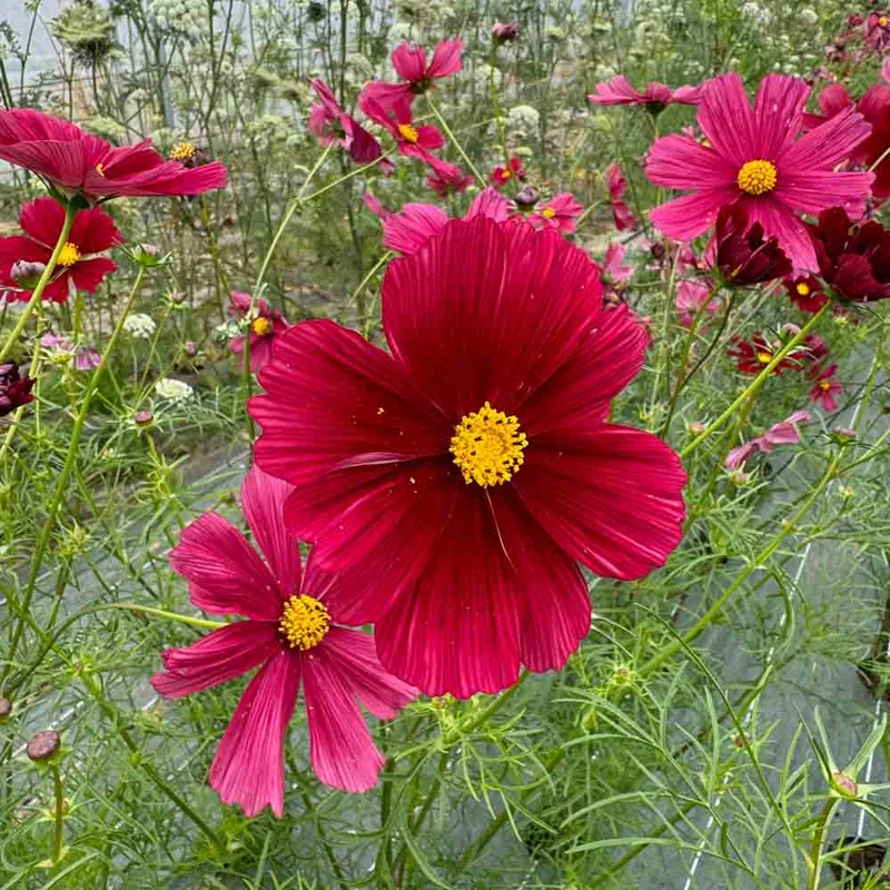 Cosmos Rubenza