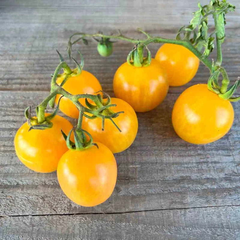 Tomate Topaz