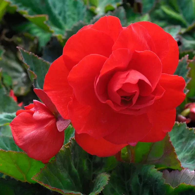 Bégonia Double Écarlate