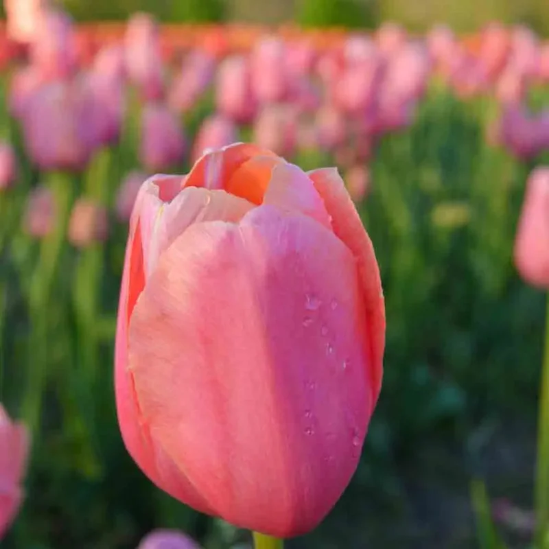Tulipe Pink Impression