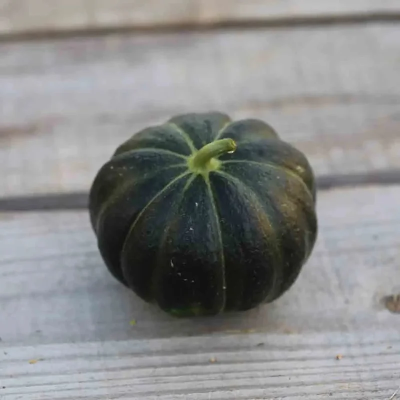 Melon Noir Des Carmes