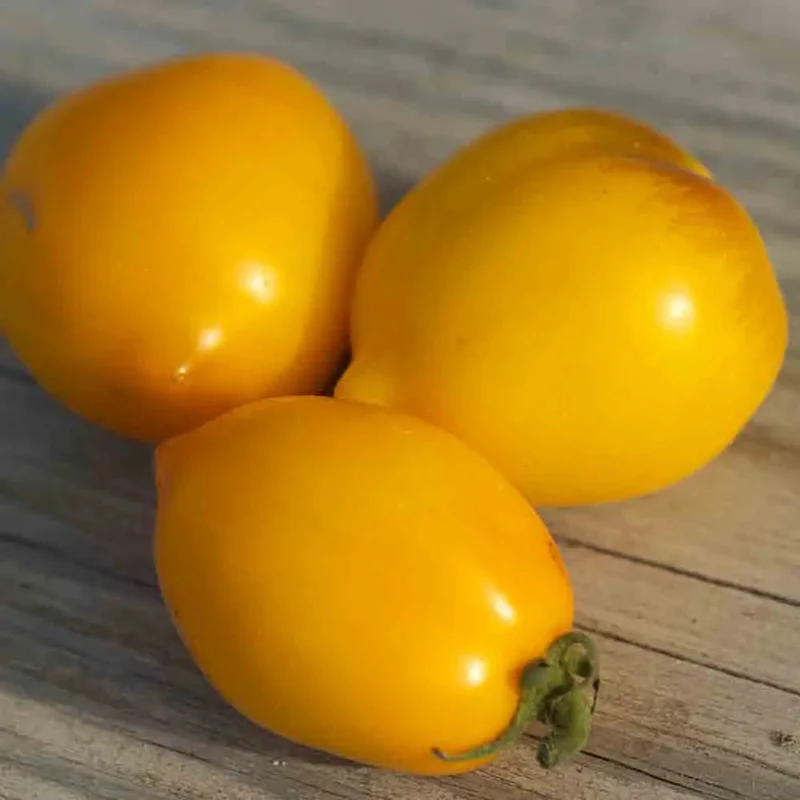 Tomate Lemon Tree