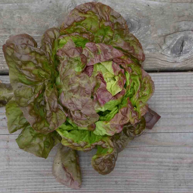 Laitue Pommee Merveille Des 4 Saisons