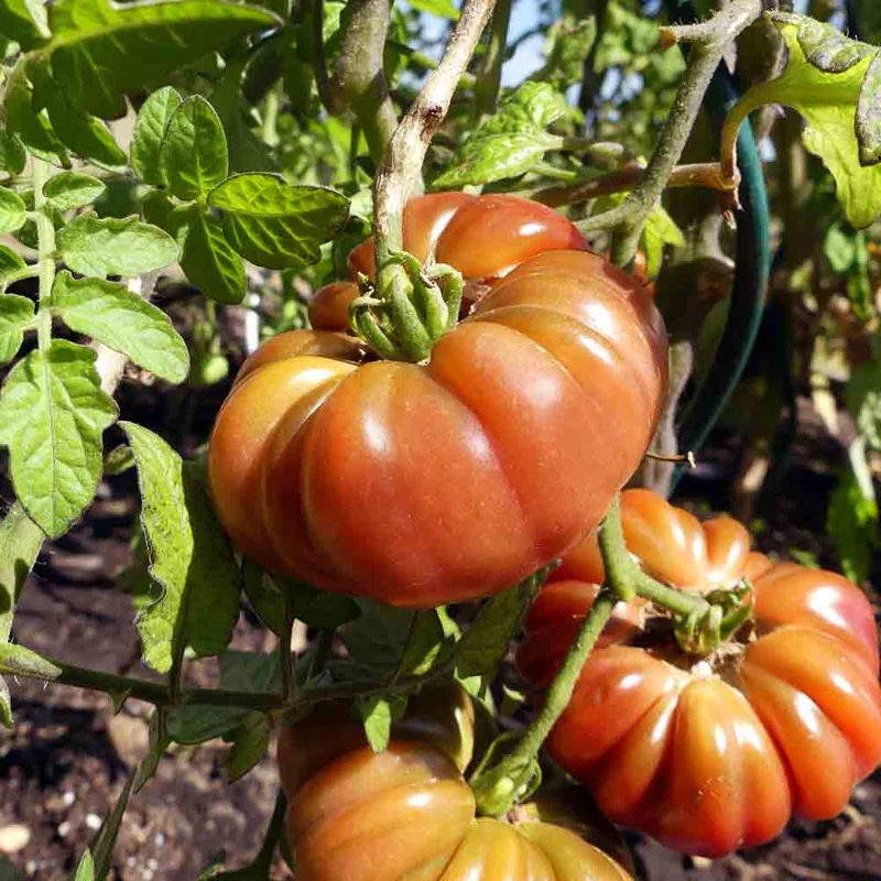 Tomate Purple Calabash