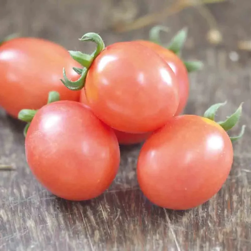 Tomate German Lunch Box