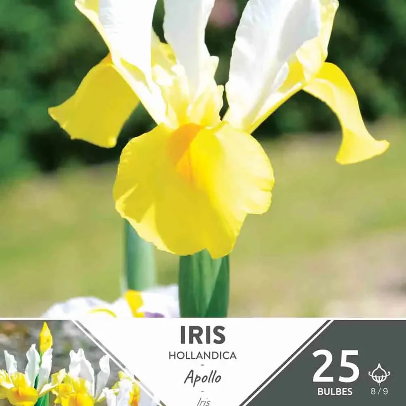Iris Hollandica Apollo