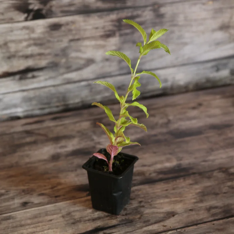 Menthe Reglisse