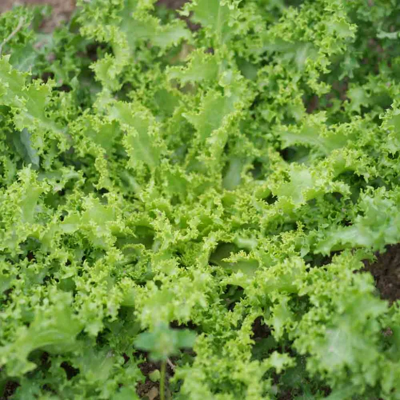 Chicoree Frisee Wallonne