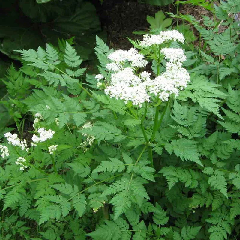 Cerfeuil Musque Ou Perpetuel