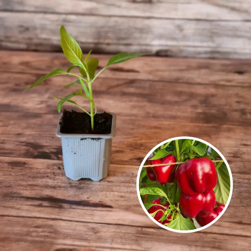 Poivron Carre D'asti Rouge