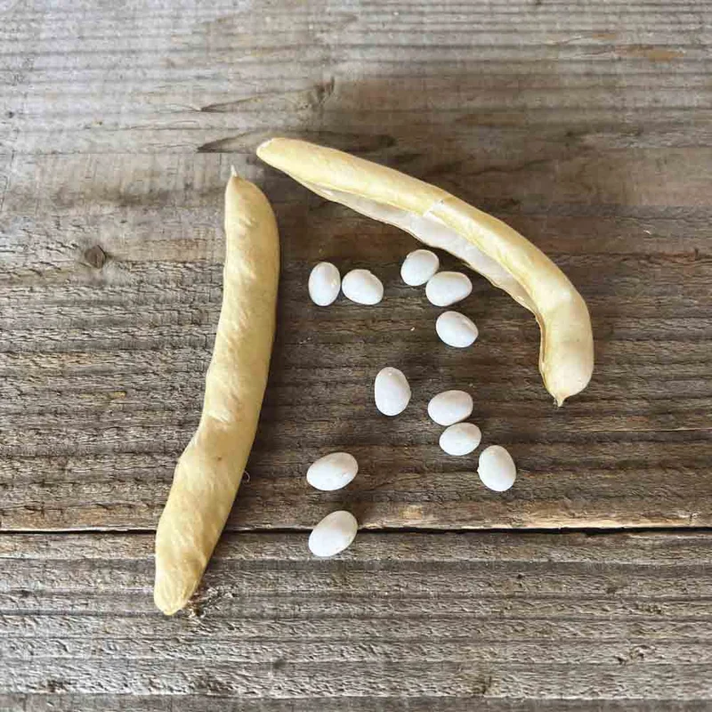 Haricot A Rames Coco Gros Sophie A Ecosser