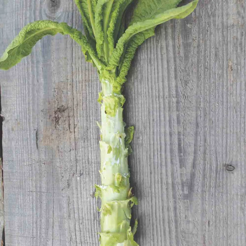 Laitue Tige Celtuce (Asperge)