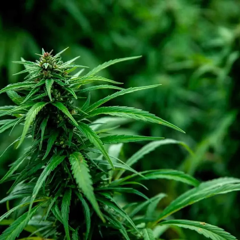 Chanvre Kompolti Cbd - Cannabis Sativa