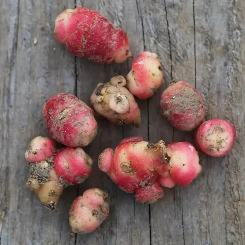 Oca Du Perou