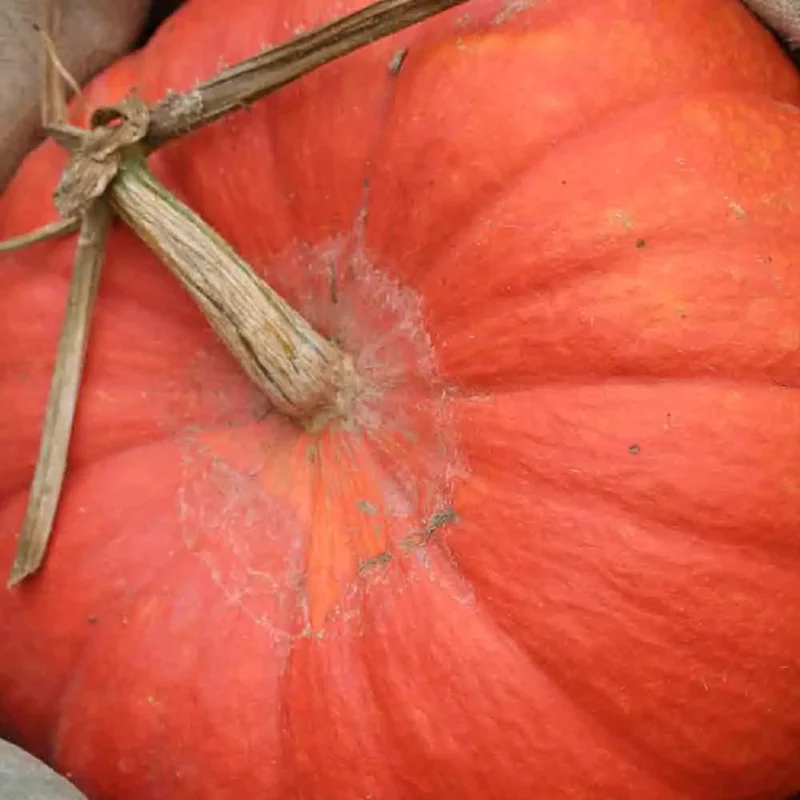 Potiron Rouge Tres Hatif D Etampes