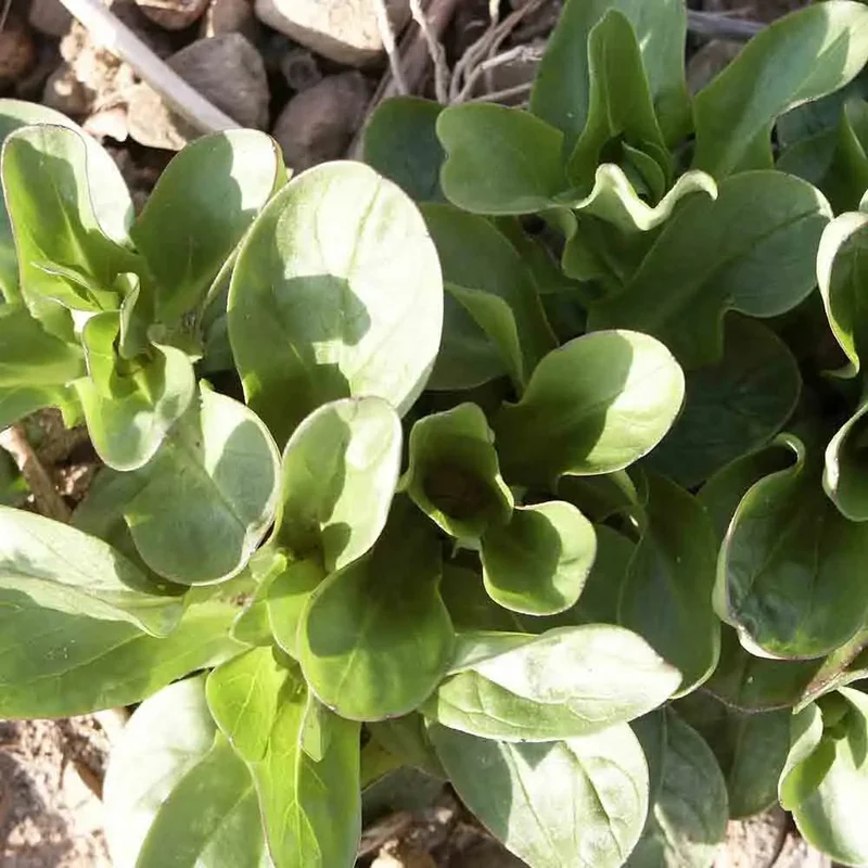 Mache Coquille De Louviers