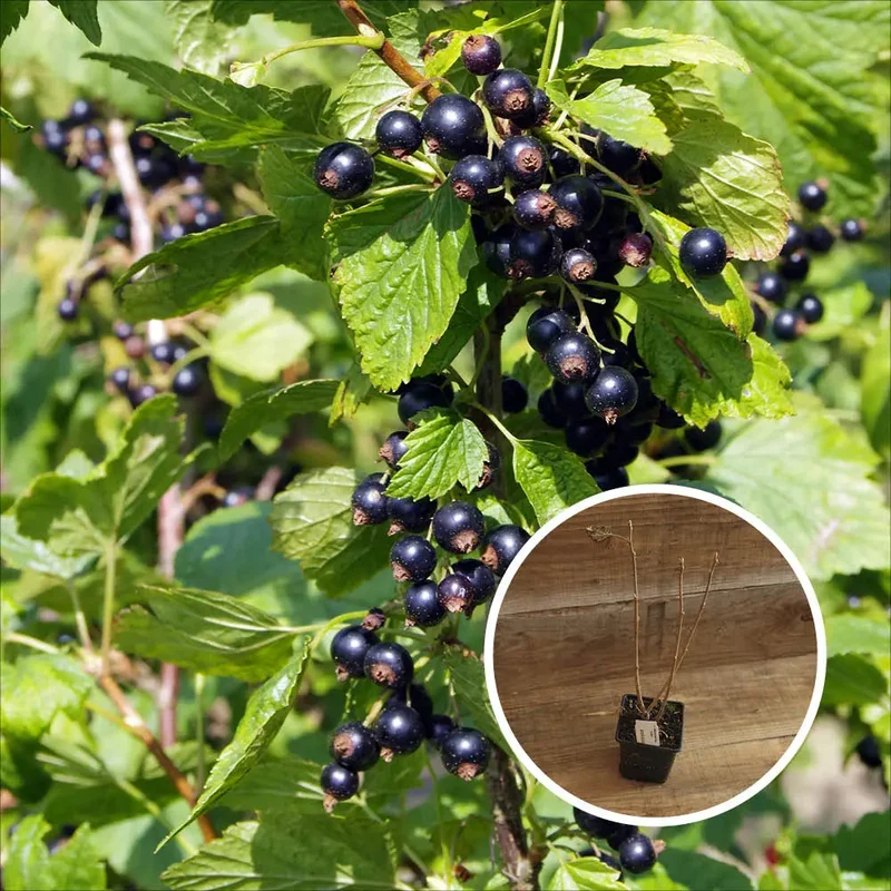 Cassis Royal De Naples