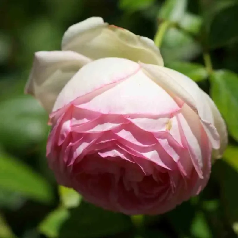 Rosier Pierre De Ronsard® - Grimpant