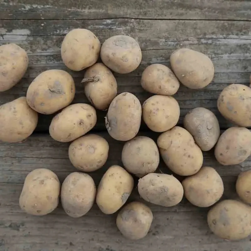 Pomme De Terre Vitabella