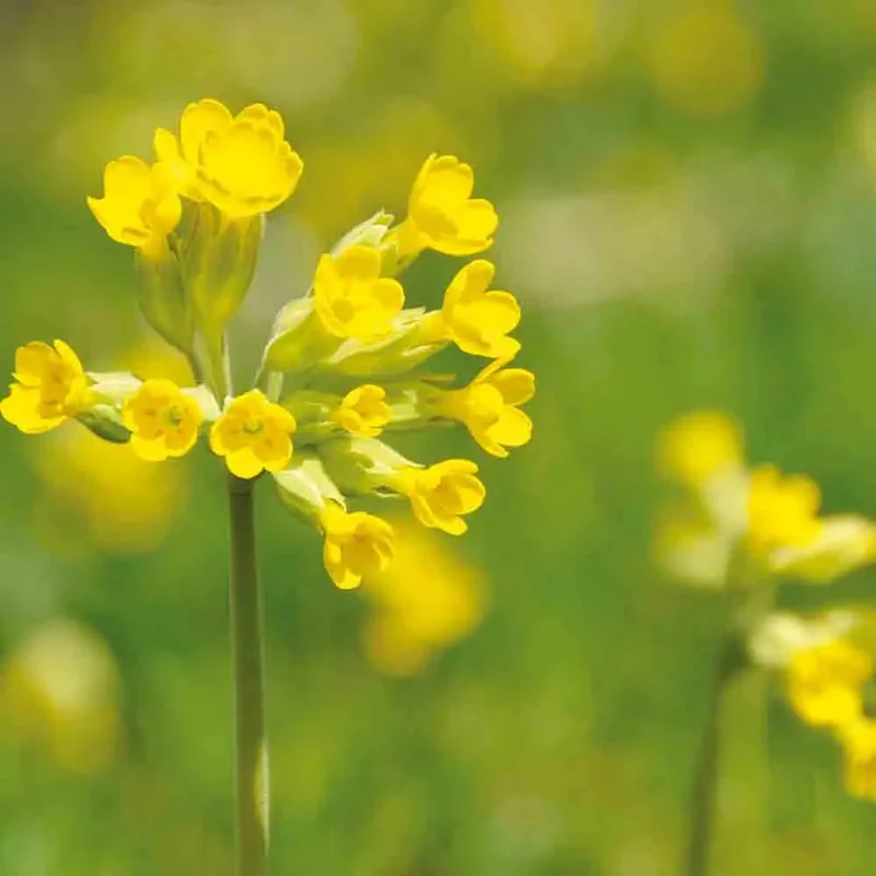 Primevere Officinale