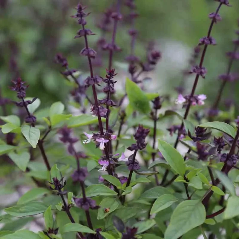 Basilic Thai Ou Indonesien