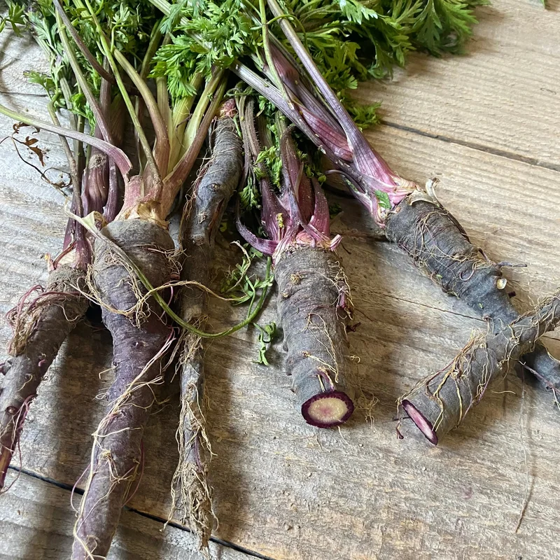 Carotte Black Nebula