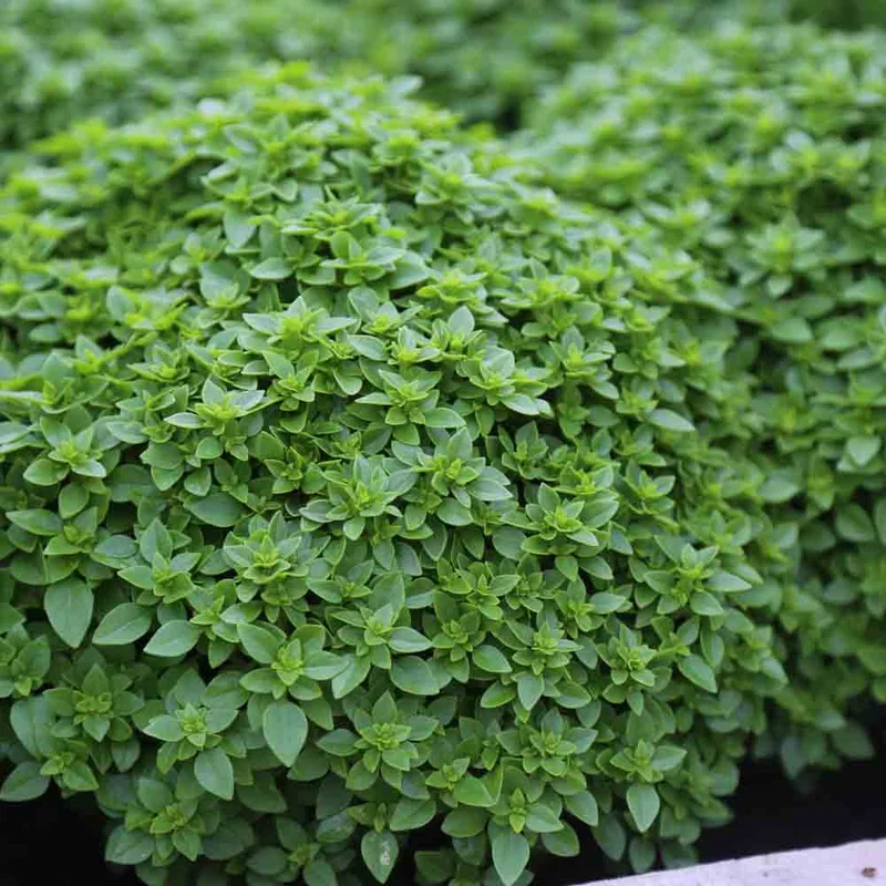 Basilic Fin Vert Nain Compact