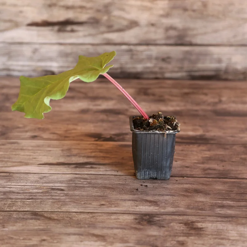 Rhubarbe Glaskins Perpetual