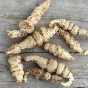 Crosnes Du Japon