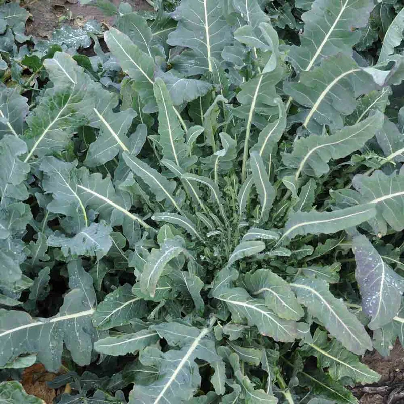Chou Brocoli Fiolaro Ou Brocoli Sauvage