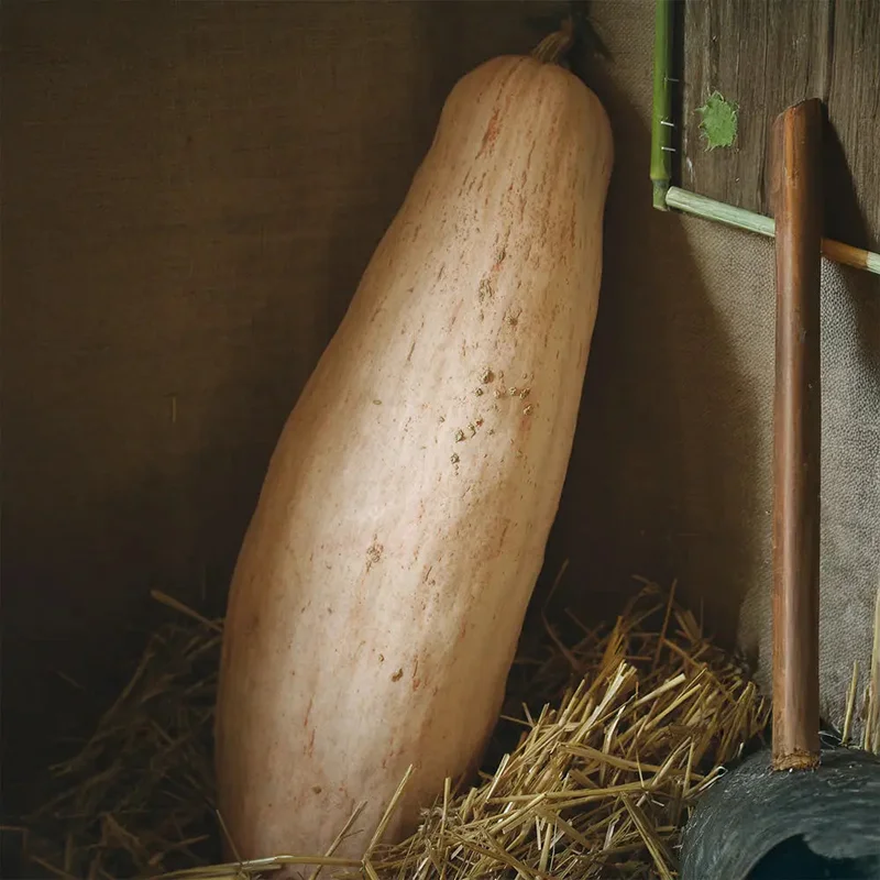 Courge Pink Jumbo Banana