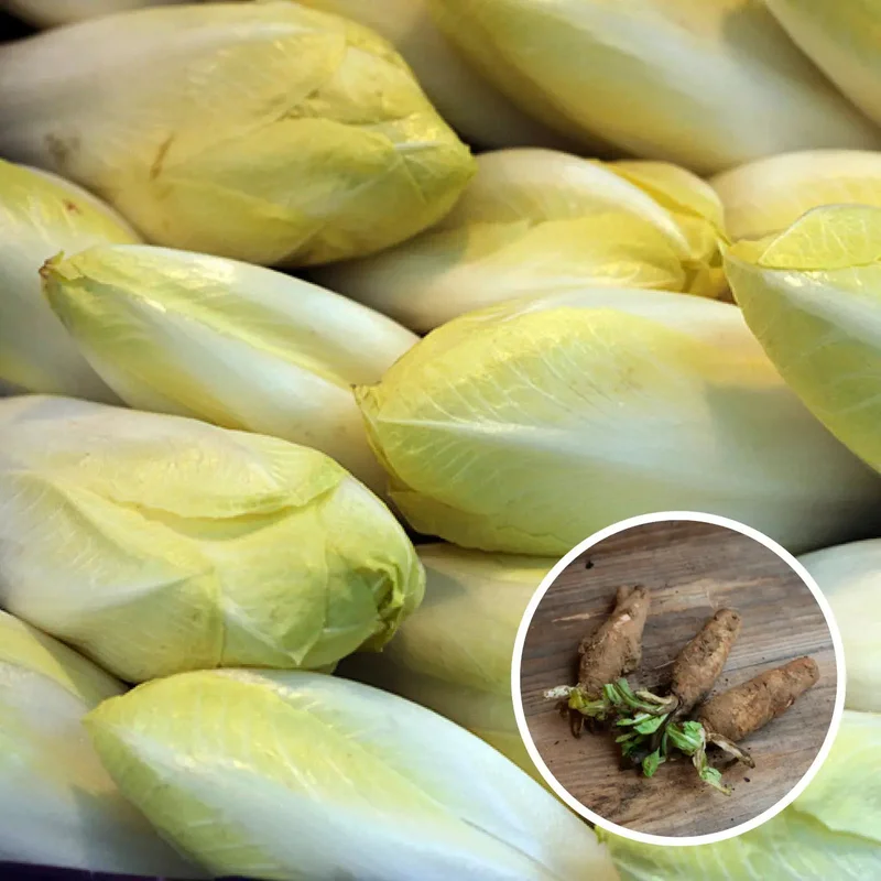 Racines D'endives