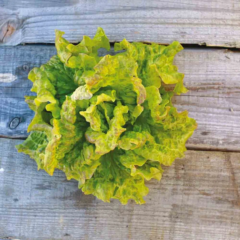 Laitue Pommee Rouge De Trente Ou Rossa Di Trento