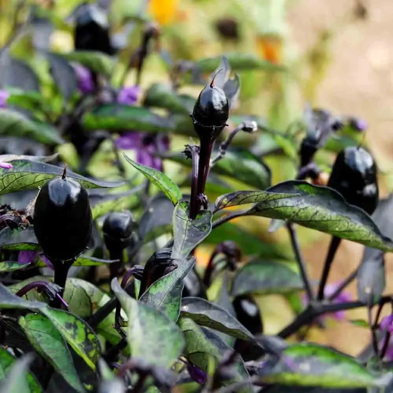 Piment Purple