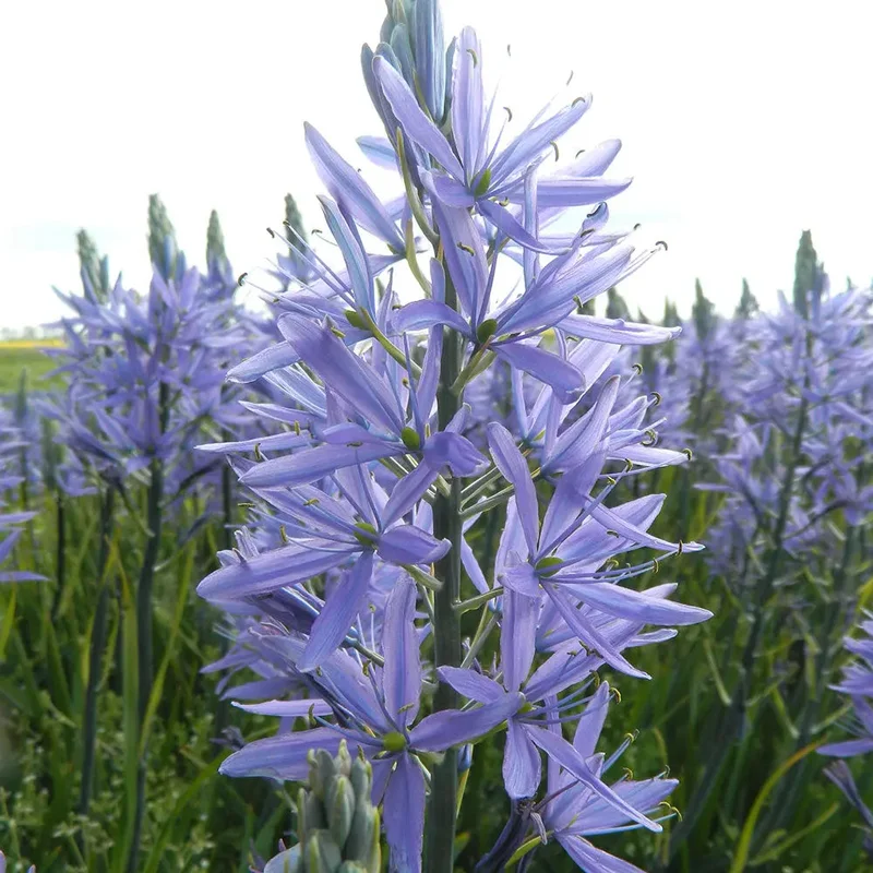 Camassia Leichtlinii 'caerulea'
