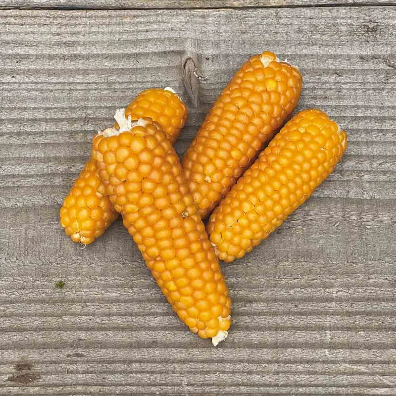 Maïs Pop Corn Tom Pouce