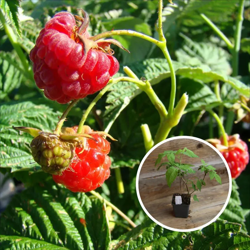 Framboisier Rouge Capitou