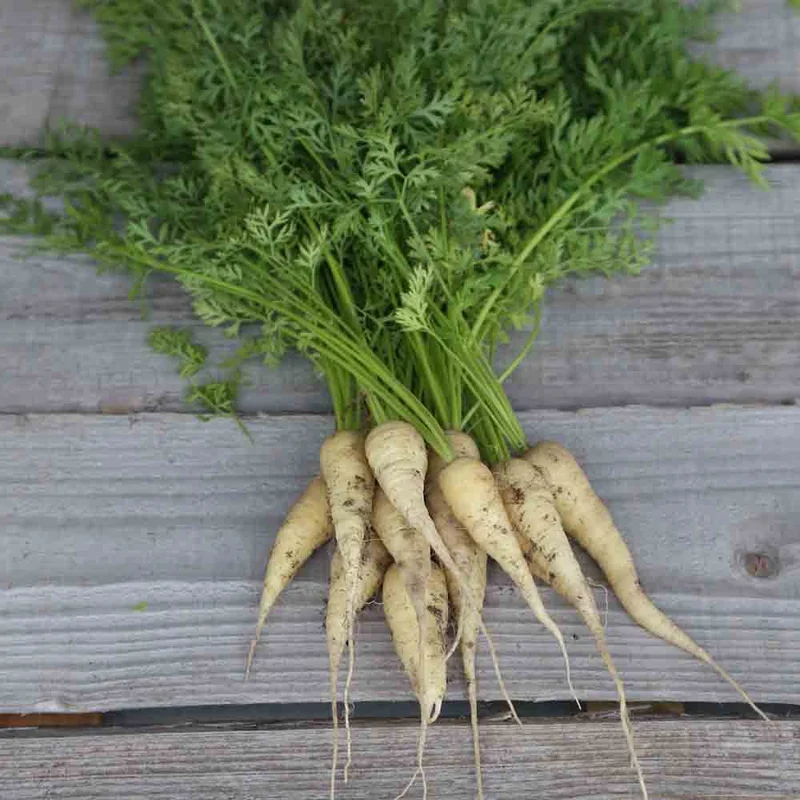 Carotte Blanche De Kuttingen